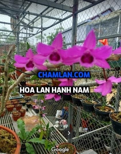 Top 10 vườn lan đẹp Tuyên Quang