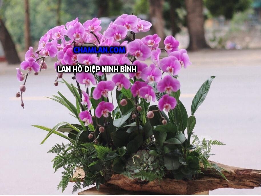 Vườn lan đẹp Ninh Bình 