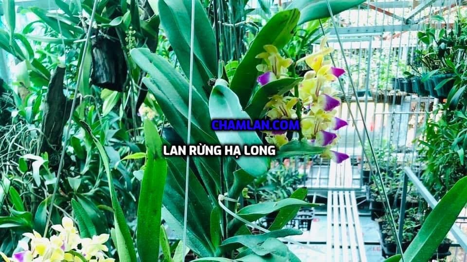 Top 10 vườn lan đẹp ở Quảng Ninh