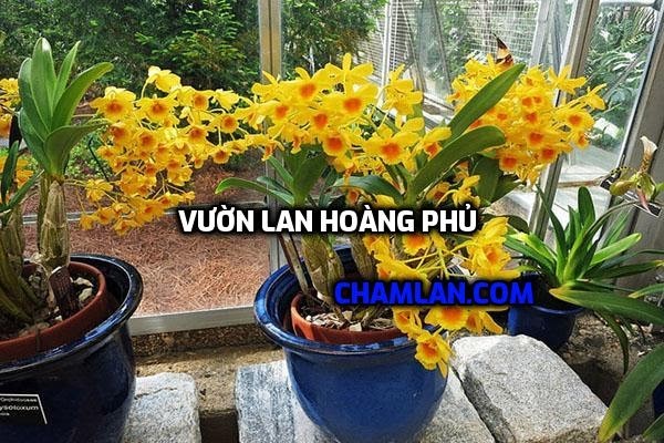 Top 10 vườn lan đẹp ở Cao Bằng