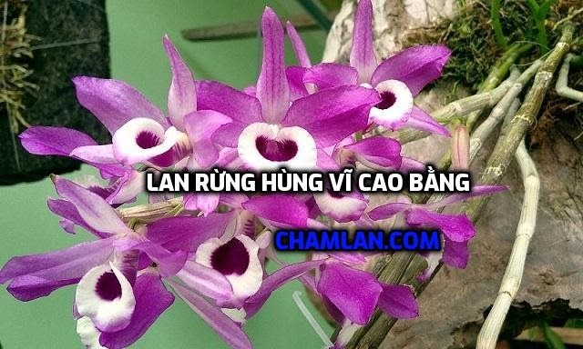 Top 10 vườn lan đẹp ở Cao Bằng