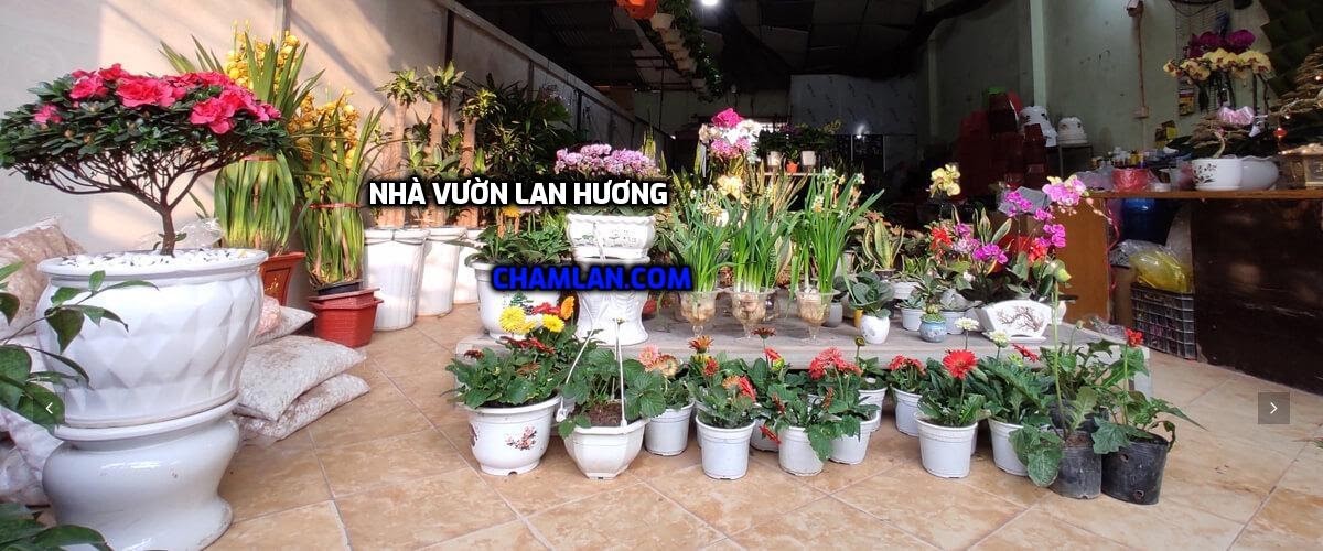 Top 10 vườn lan đẹp ở Bắc Giang