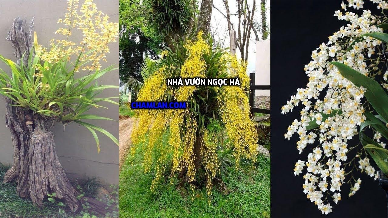 Top 10 vườn lan đẹp ở Ninh Bình