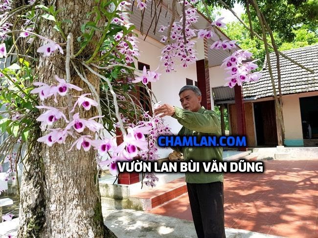 Top 10 vườn lan đẹp Tuyên Quang