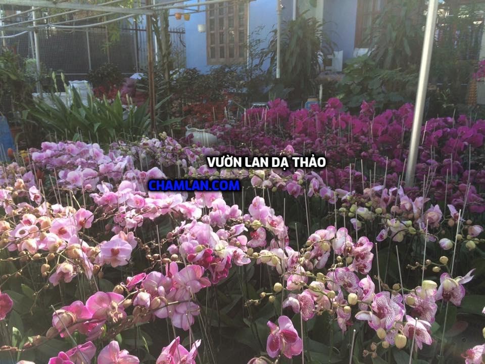 Top 10 vườn lan đẹp ở Đồng Nai