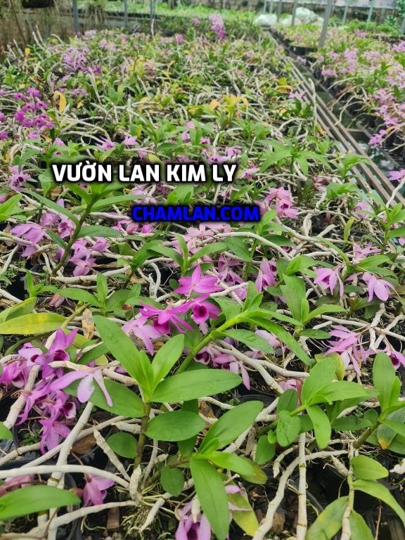 Vườn lan đẹp Thái Nguyên