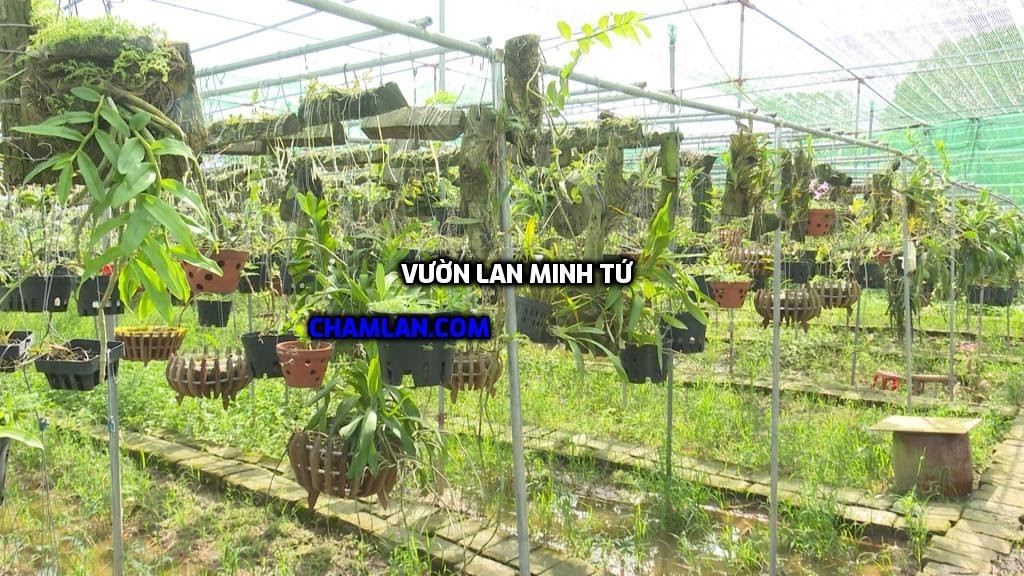 Top 10 vườn lan đẹp ở Thái Bình