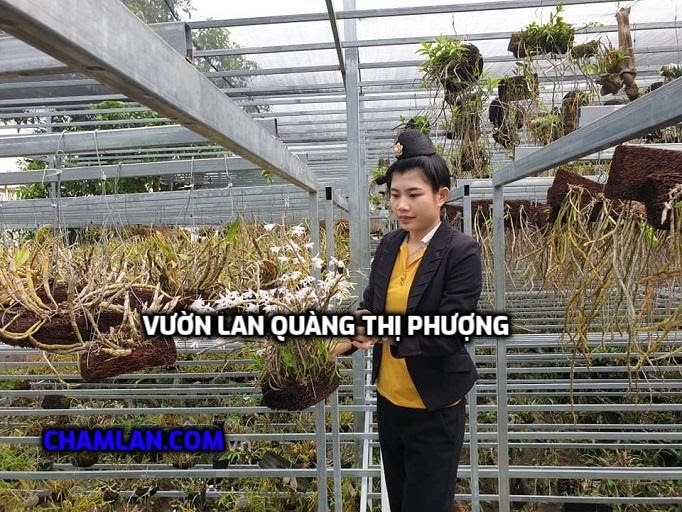 Top 10 vườn lan đẹp ở Điện Biên