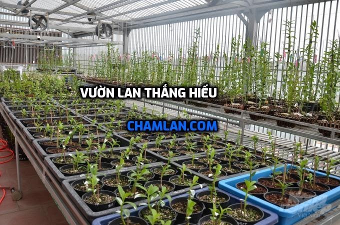 Vườn lan đẹp ở Sơn La