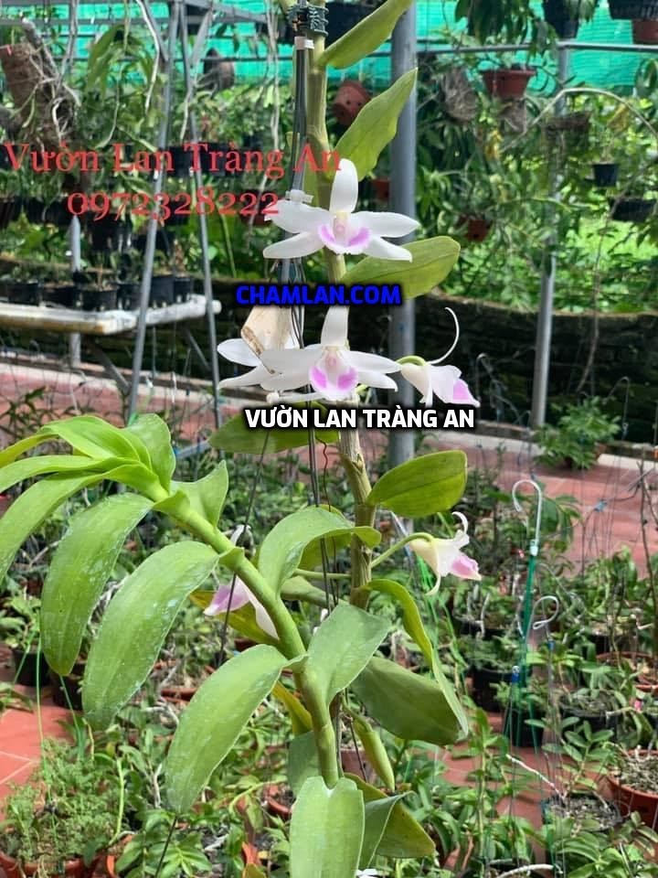 Vườn lan đẹp Ninh Bình 