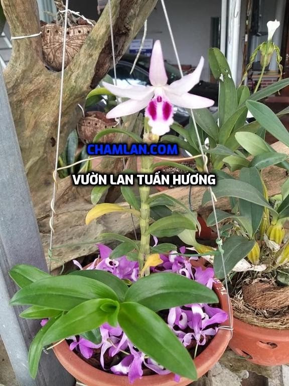 Top 10 vườn lan đẹp ở Yên Bái