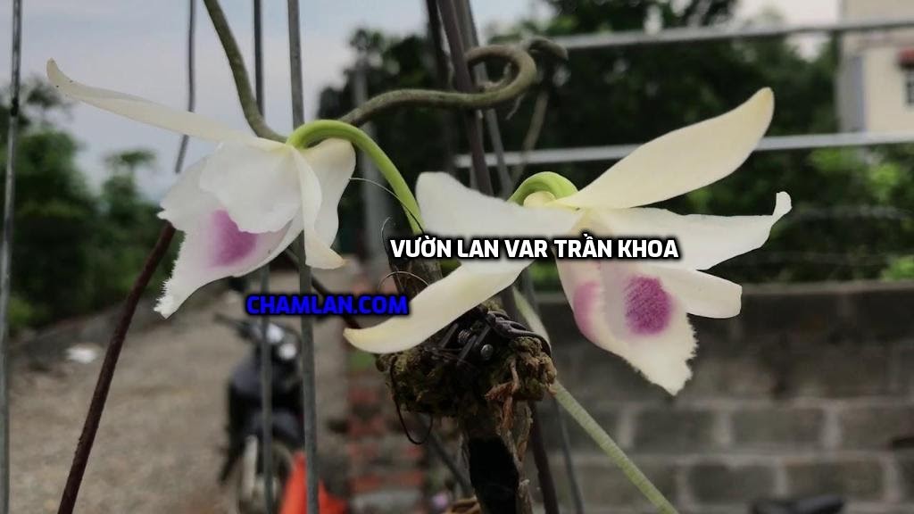 Top 10 vườn lan đẹp ở Lạng Sơn