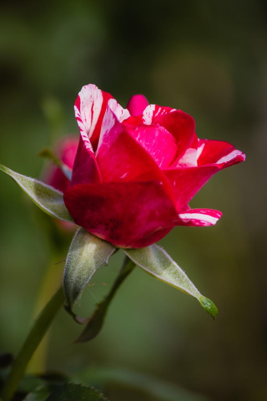 500+ Red And White Rose Pictures [Hq] | Download Free Images On Unsplash