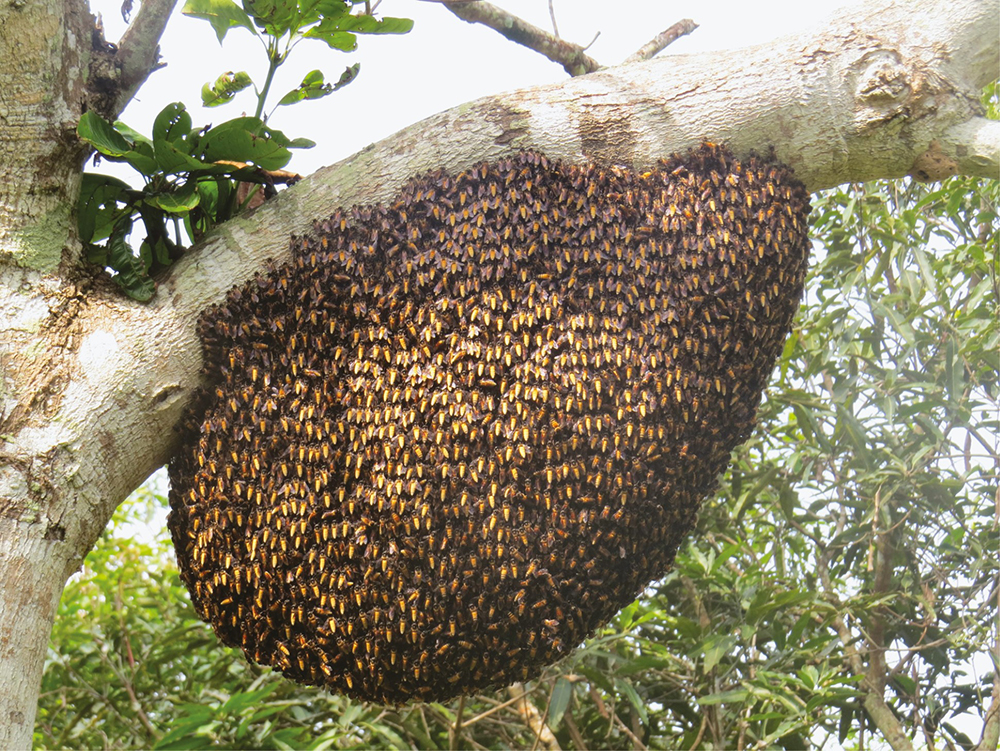 Where Giant Honey Bees Rest Their Wings During Annual Migration