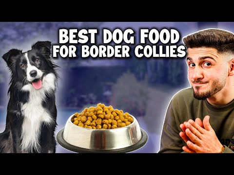 Best Dog Foods for Border Collie